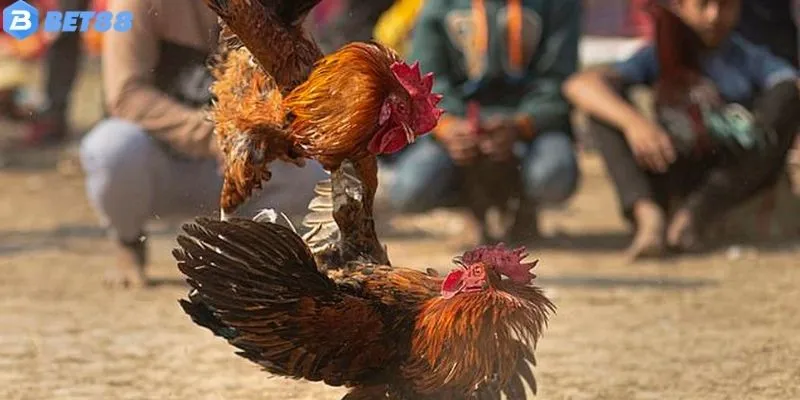 Đá Gà Truyền Thống Vs Trực Tuyến - Cách Tận Dụng Ưu Điểm Mỗi Loại